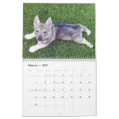 Swedish Vallhund, Vastgotaspets, Callendar 2018 Kalender (Feb 2027)