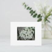 Sweet Alyssum Briefkaart (Staand voorkant)
