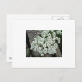 Sweet Alyssum Briefkaart (Voorkant / Achterkant)