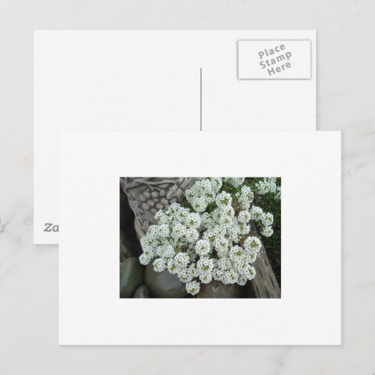 Sweet Alyssum Briefkaart (Voorkant / Achterkant)