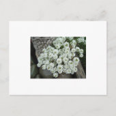 Sweet Alyssum Briefkaart (Voorkant)