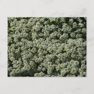 Sweet Alyssum Flowers White Floral Briefkaart
