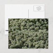 Sweet Alyssum Flowers White Floral Briefkaart (Voorkant / Achterkant)