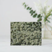 Sweet Alyssum Flowers White Floral Briefkaart (Staand voorkant)