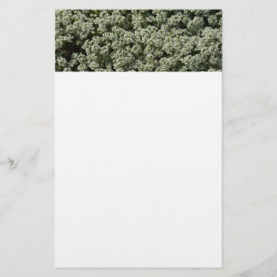 Sweet Alyssum Flowers White Floral Briefpapier