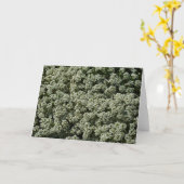 Sweet Alyssum Flowers White Floral Kaart (Gele Bloem)