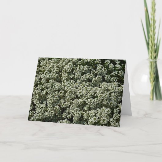 Sweet Alyssum Flowers White Floral Kaart (Voorkant)