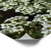 Sweet Alyssum Flowers White Floral Poster (Hoek)