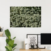 Sweet Alyssum Flowers White Floral Poster (Thuiskantoor)