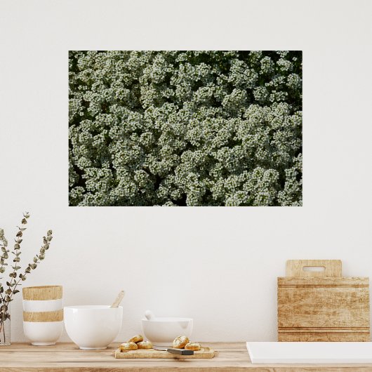 Sweet Alyssum Flowers White Floral Poster (Keuken)