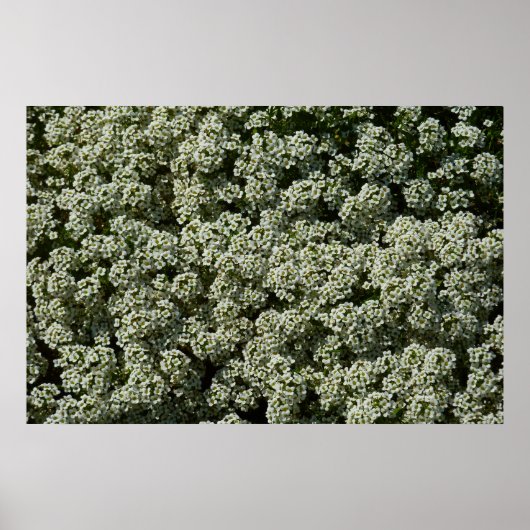 Sweet Alyssum Flowers White Floral Poster (Voorkant)