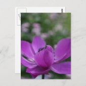 Sweet Anemone Briefkaart (Voorkant / Achterkant)