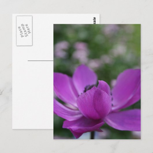 Sweet Anemone Briefkaart (Voorkant / Achterkant)