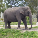 Sweet Asian Elephant Staand Fotobeeldje<br><div class="desc">Wat is er zo anders aan vrouw Aziatische olifanten? Vrouw Aziatische olifanten hebben meestal geen slagtanden, net als mannetjes in sommige populaties, zoals die in het noordoosten van India. Brede, gewatteerde voeten stellen hen in staat om rustig te lopen. Grote, klapbare oren helpen deze enorme dieren af te koelen, hoewel...</div>
