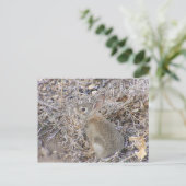 Sweet Baby Bunny Briefkaart (Staand voorkant)