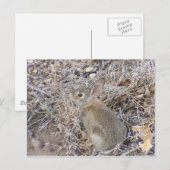 Sweet Baby Bunny Briefkaart (Voorkant / Achterkant)