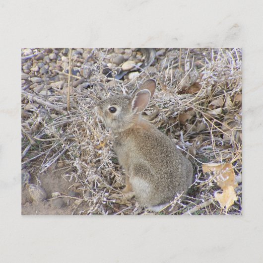 Sweet Baby Bunny Briefkaart (Voorkant)
