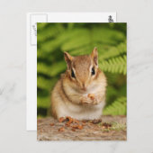 Sweet Baby Chipmunk Briefkaart (Voorkant / Achterkant)