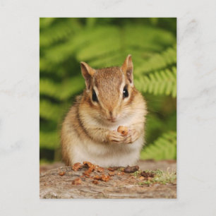 Sweet Baby Chipmunk Briefkaart
