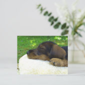 Sweet Baby Dachshund, slaappuppy Briefkaart (Staand voorkant)