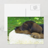 Sweet Baby Dachshund, slaappuppy Briefkaart (Voorkant / Achterkant)