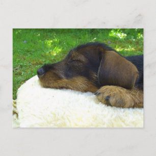Sweet Baby Dachshund, slaappuppy Briefkaart