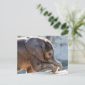 Sweet Baby Elephant Briefkaart (Staand voorkant)