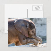 Sweet Baby Elephant Briefkaart (Voorkant / Achterkant)