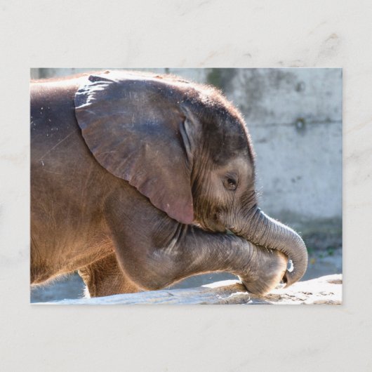 Sweet Baby Elephant Briefkaart (Voorkant)