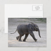 Sweet Baby Elephant Kibali Briefkaart (Voorkant / Achterkant)
