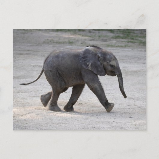 Sweet Baby Elephant Kibali Briefkaart (Voorkant)