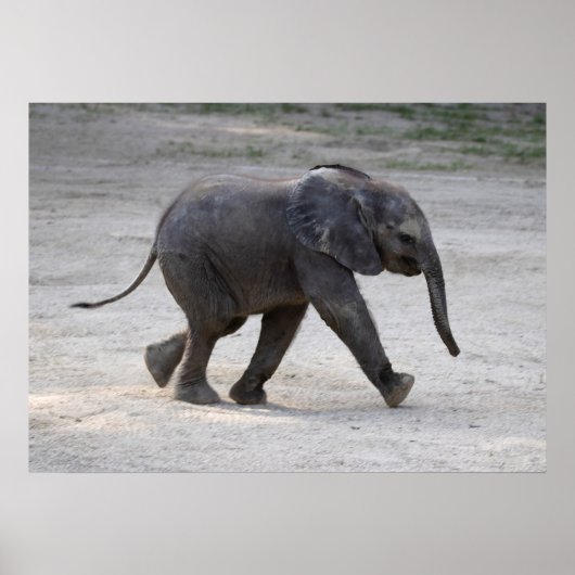 Sweet Baby Elephant Kibali Poster (Voorkant)