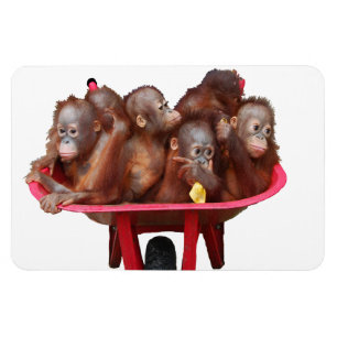 Sweet Baby Face Barrel van Apen Magneet