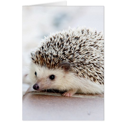 Sweet Baby Hedgel (Voorkant)