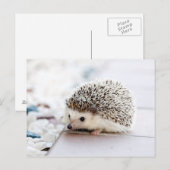 Sweet Baby Hedgel Briefkaart (Voorkant / Achterkant)
