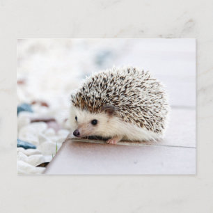 Sweet Baby Hedgel Briefkaart
