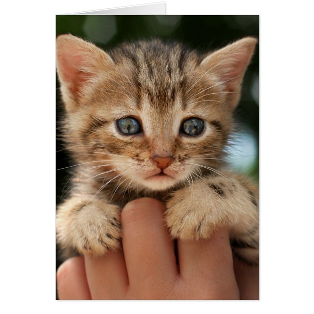 Sweet Baby Kitten (Voorkant)