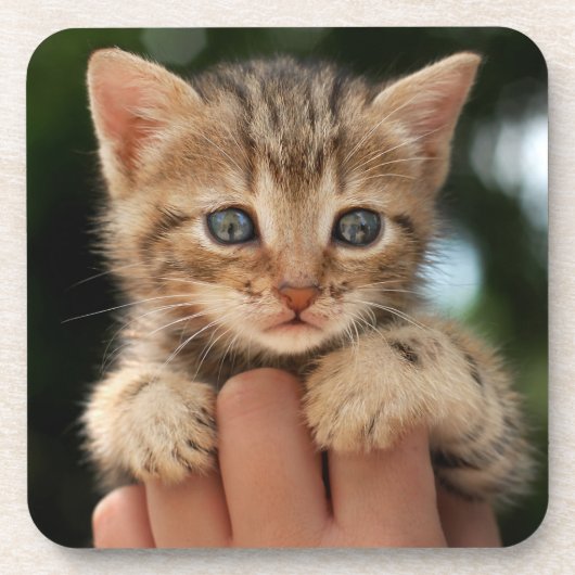Sweet Baby Kitten Bier Onderzetter (Voorkant)