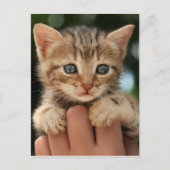 Sweet Baby Kitten Briefkaart (Voorkant)