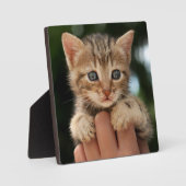 Sweet Baby Kitten Fotoplaat (Voorkant)