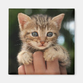 Sweet Baby Kitten Magneet (Voorkant)