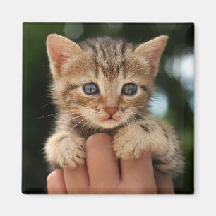 Sweet Baby Kitten Magneet