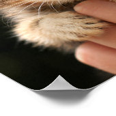 Sweet Baby Kitten Poster (Hoek)