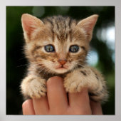 Sweet Baby Kitten Poster (Voorkant)