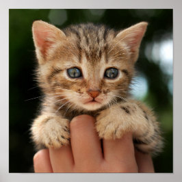 Sweet Baby Kitten Poster