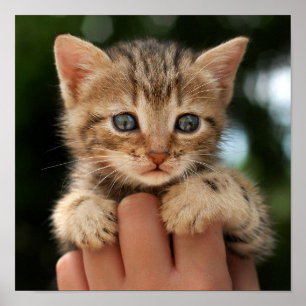 Sweet Baby Kitten Poster
