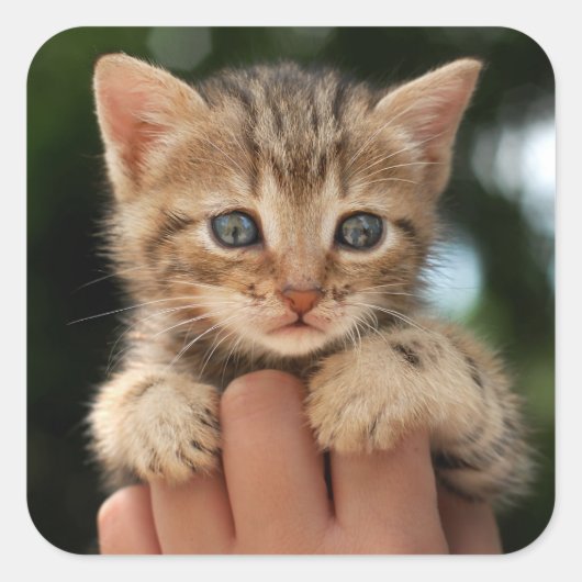 Sweet Baby Kitten Vierkante Sticker (Voorkant)