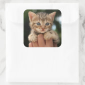 Sweet Baby Kitten Vierkante Sticker (Tas)
