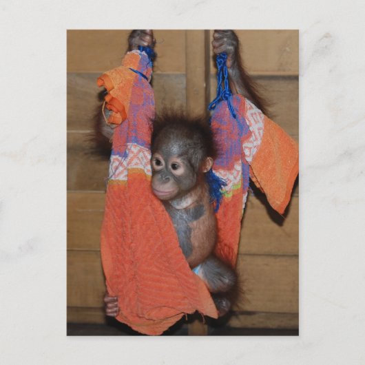 Sweet Baby Orangutan Rescue Briefkaart (Voorkant)