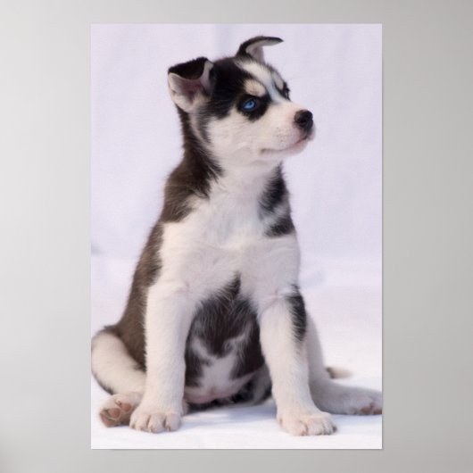 Sweet Baby Puppy Poster (Voorkant)